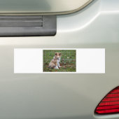 Super Cute Collie Bumpersticker (Op auto)