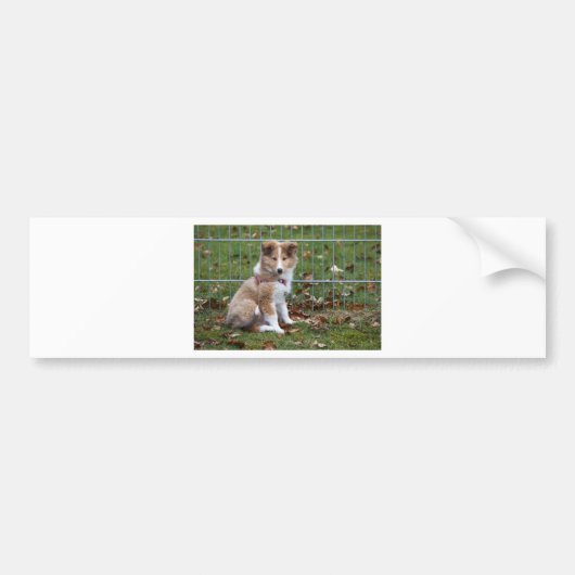 Super Cute Collie Bumpersticker (Voorkant)