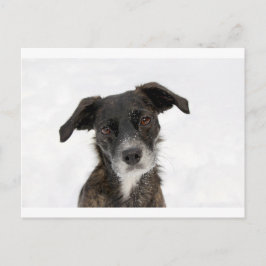 Super Cute Dog in sneeuw. Briefkaart