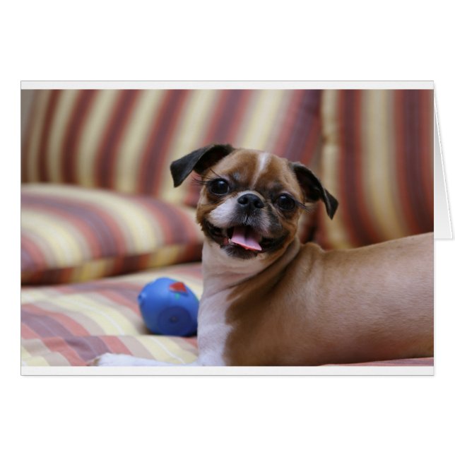 Super Cute dog met haar favoriete bal (Voorkant Horizontaal)