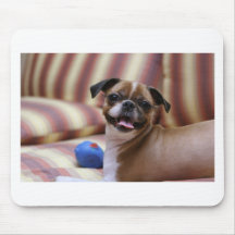 Super Cute dog met haar favoriete bal