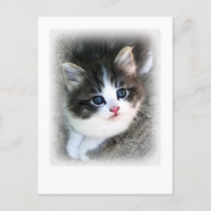 SUPER CUTE Kitten Portret Foto Briefkaart