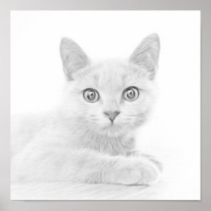 SUPER CUTE Kitten Portret Foto Poster