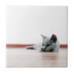 SUPER CUTE Kitten Portret Foto Tegeltje