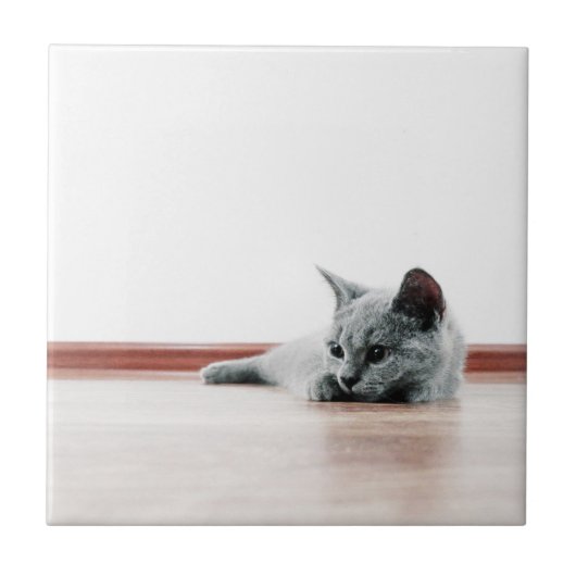 SUPER CUTE Kitten Portret Foto Tegeltje (Voorkant)