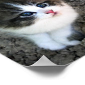 SUPER CUTE Kitten Poster (Hoek)