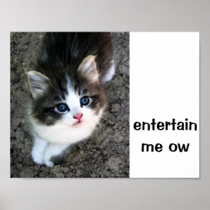 SUPER CUTE Kitten Poster