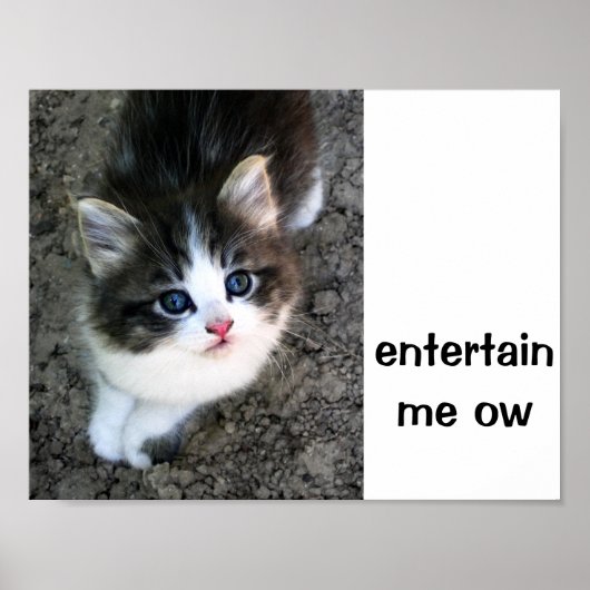 SUPER CUTE Kitten Poster (Voorkant)