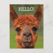 Super Cute Llama Hallo Briefkaart (Voorkant)