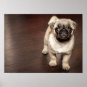 Super Cute Pug Poster (Voorkant)