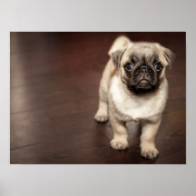 Super Cute Pug