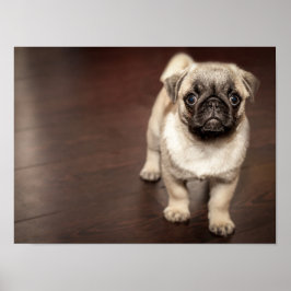Super Cute Pug Poster