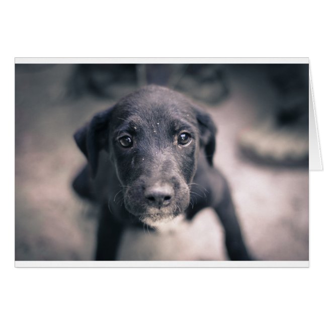 Super Cute Puppy Dog (Voorkant Horizontaal)