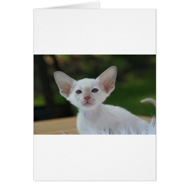 Super Cute Siamese Kitten (Voorkant)