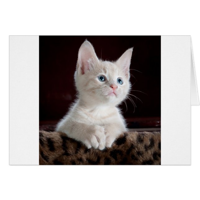 Super Cute White Kitten (Voorkant Horizontaal)
