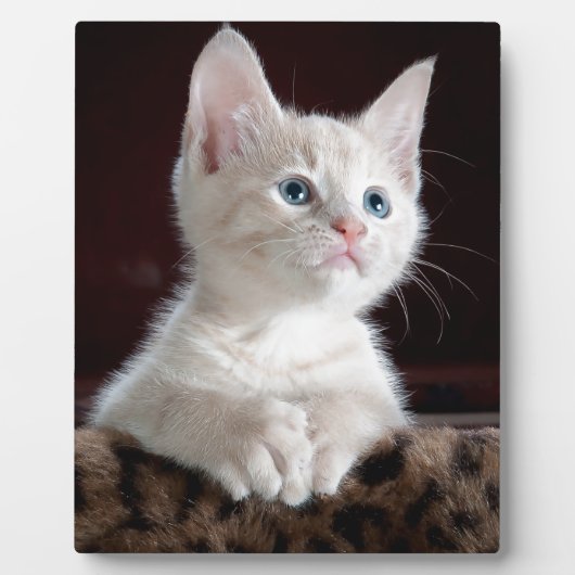 Super Cute White Kitten Fotoplaat (Voorkant)