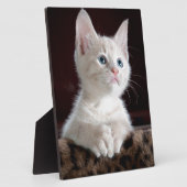 Super Cute White Kitten Fotoplaat (Zijkant)