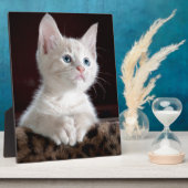 Super Cute White Kitten Fotoplaat (Zijkant)