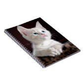 Super Cute White Kitten Notitieboek (Rechterzijde)