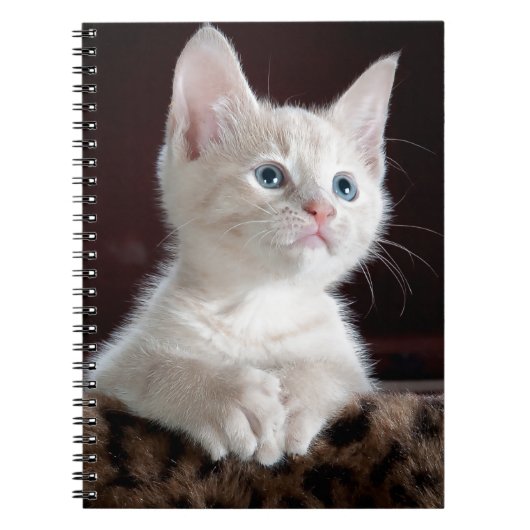Super Cute White Kitten Notitieboek (Voorkant)
