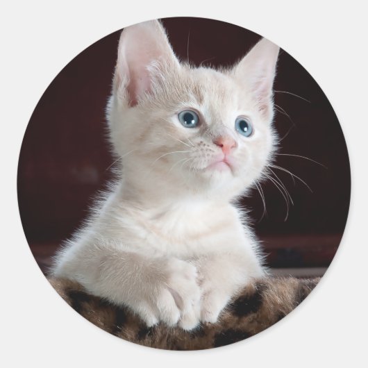 Super Cute White Kitten Ronde Sticker (Voorkant)