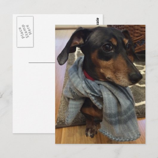 Super Dog. Briefkaart (Voorkant / Achterkant)