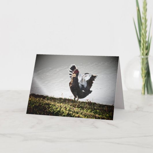 Super Muscovy Duck Wenskaart Kaart (Voorkant)