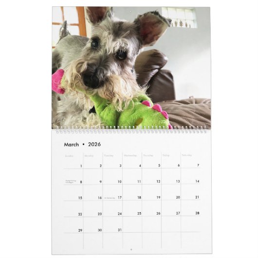 Super Owen the Schnauzer 2019 Calendar Kalender (Mar 2026)
