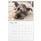 Super Owen the Schnauzer 2019 Calendar Kalender (Feb 2026)