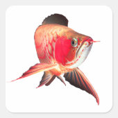 Super Red Arowanaの製品 Vierkante Sticker (Voorkant)