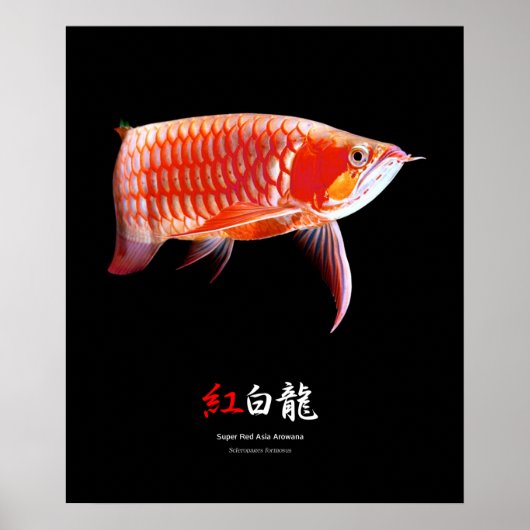 Super Red Arowanaの ス ー, nr.01 Poster (Voorkant)