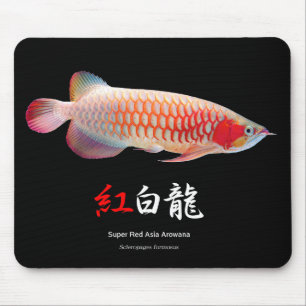 "Super Red Arowana"の 良 品 2 Muismat