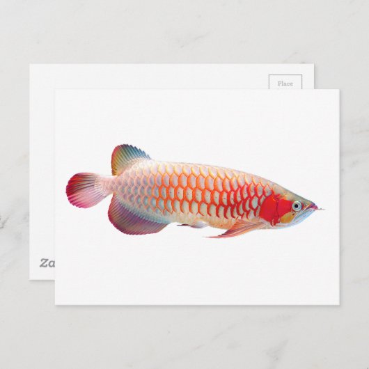 Super Red Arowana Briefkaart (Voorkant / Achterkant)