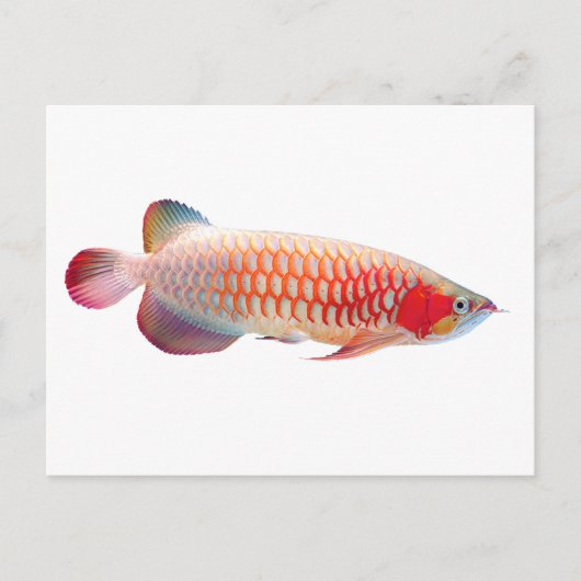 Super Red Arowana Briefkaart (Voorkant)