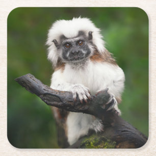 Super Schattige katoenen top tamarin primaat Kartonnen Onderzetters