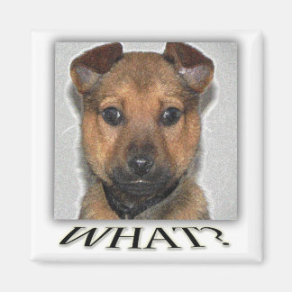 Super schattige puppy magneet