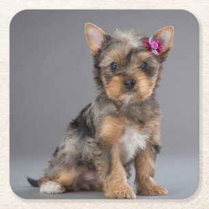 Super Sweet Yorkshire Terrier (Yorkie) Puppy Kartonnen Onderzetters