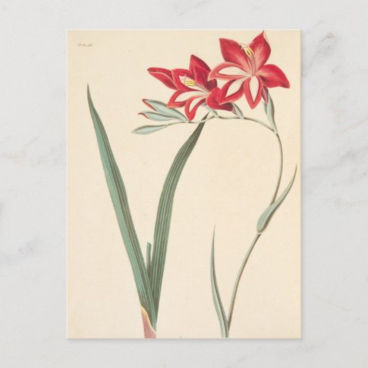 Superb Corn-Flag Briefkaart (Voorkant)