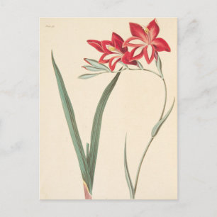 Superb Corn-Flag Briefkaart