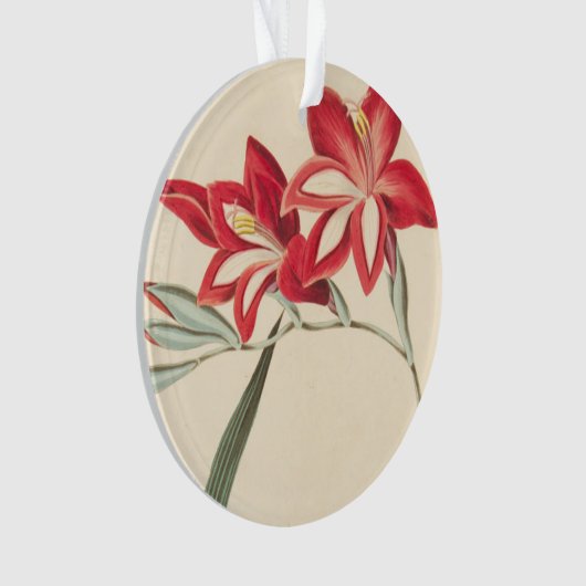 Superb Corn-Flag Ornament (voorkant)