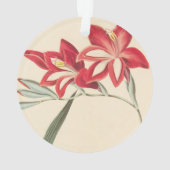 Superb Corn-Flag Ornament (achterkant)