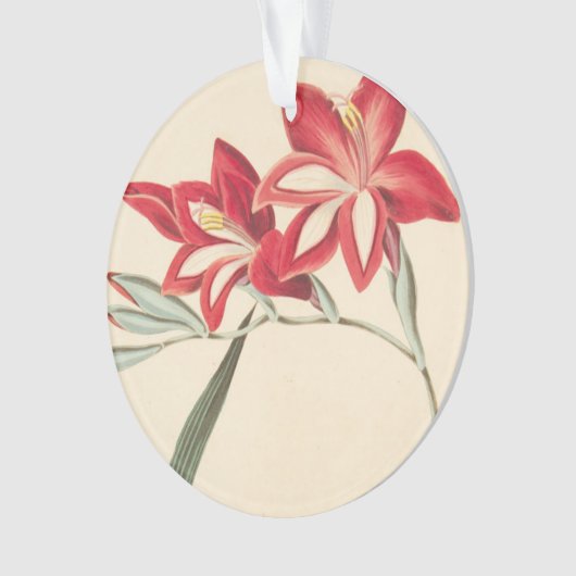 Superb Corn-Flag Ornament (voorkant)