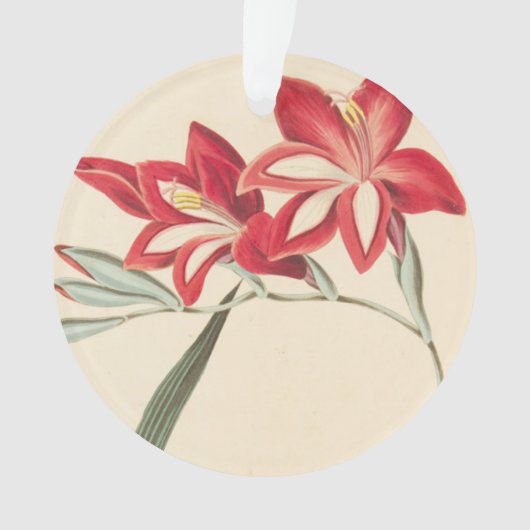 Superb Corn-Flag Ornament (voorkant)
