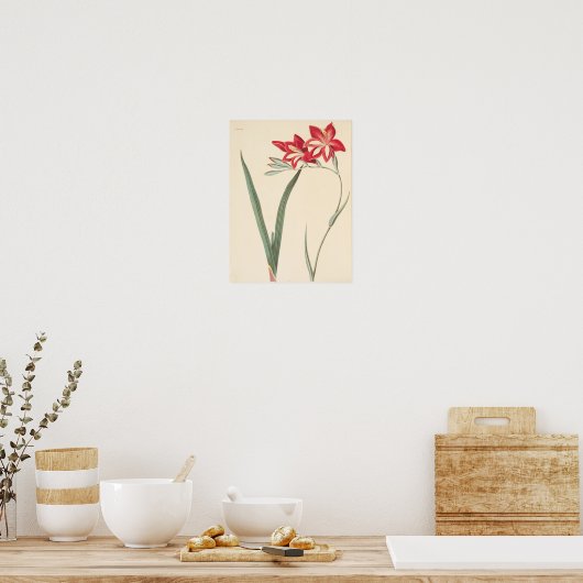 Superb Corn-Flag Poster (Keuken)