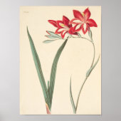 Superb Corn-Flag Poster (Voorkant)