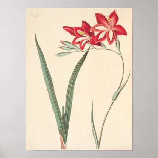 Superb Corn-Flag Poster (Voorkant)