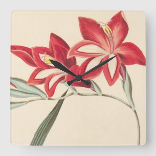 Superb Corn-Flag Vierkante Klok (Voorkant)