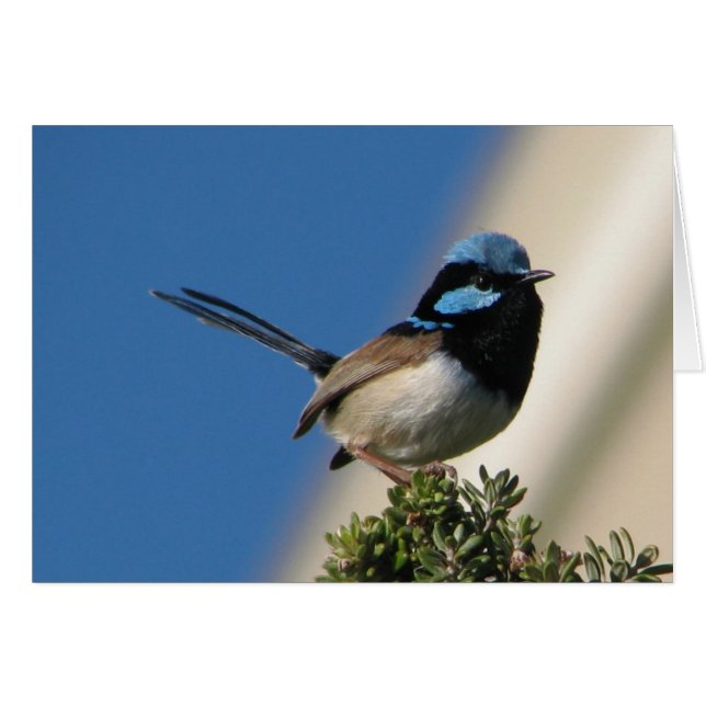 Superb Fairy Wren (Voorkant Horizontaal)