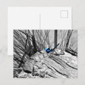 Superb Fairy Wren Blue Bird Briefkaart (Voorkant / Achterkant)