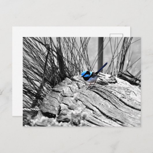 Superb Fairy Wren Blue Bird Briefkaart (Voorkant / Achterkant)
